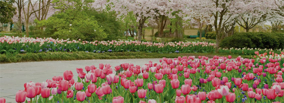 Au Texas, les fleurs sont à l’honneur. Des destinations de voyage inhabituelles