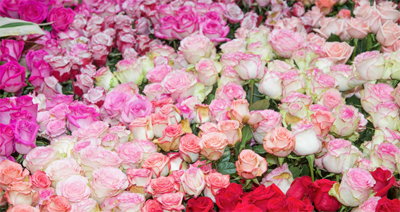 Au Texas, les fleurs sont à l’honneur. Des destinations de voyage inhabituelles