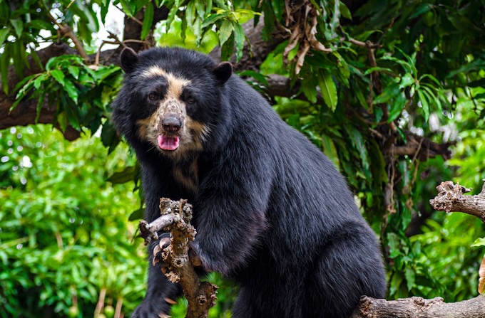 L'ours à lunettes, symbole emblématique de la région