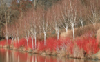 Exposition du photographe botaniste Cédric Pollet du 1er mars au 26 avril 2017 à l'abbaye Saint-André de Villeneuve lez Avignon