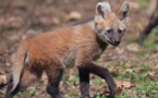 Safari de Peaugres, Ardèche : la saison 2018 est lancée.