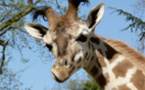 Naissance d'une girafe au Safari de Peaugres (Ardèche). (Info du 24 avril 2013)